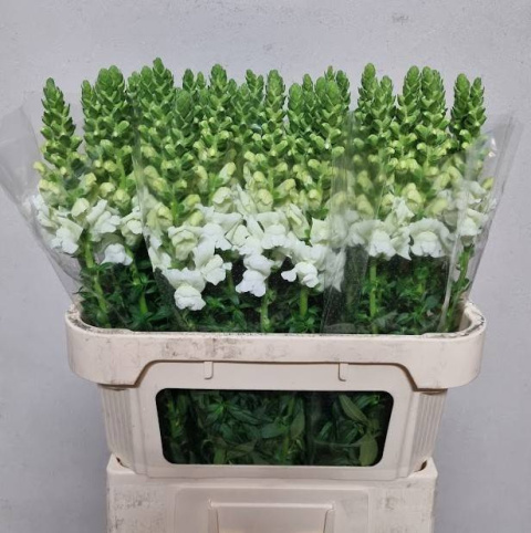 ANTIR POTO IVORY WHITE 80cm - D