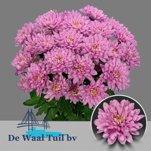 CHR T BALTICA PINK 70cm - D
