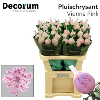 CHR G VIENNA PINK 70cm/90g - PROMO