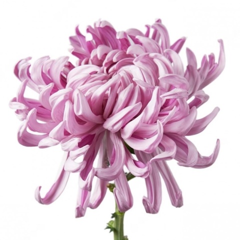 CHR G VIENNA PINK 70cm/90g - PROMO