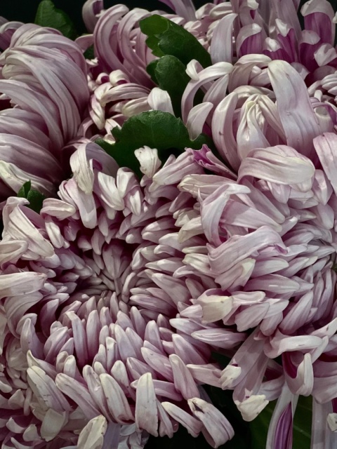 CHR G VIENNA PINK 70cm/90g - PROMO