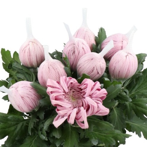 CHR G VIENNA PINK 70cm/90g - PROMO