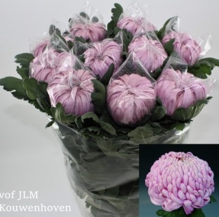 CHR G VIENNA PINK 70cm/90g - PROMO