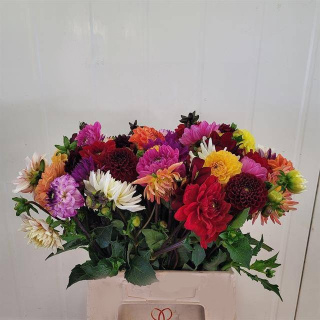 DAHL GEM IN BOS 45cm - D