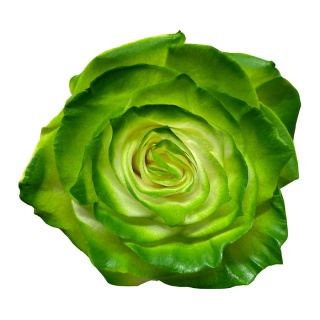 Ecuador - R GR Fantasy Pistacho TINTED 60cm