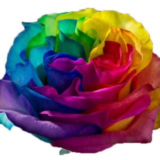 Ecuador - R GR Rainbow Neon TINTED 60cm