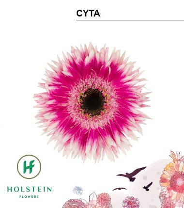 GE MS GERSP CYTA 50cm - D