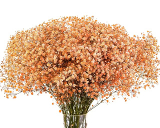 Gipsówka brzoskwiniowa 70cm -750 gr
