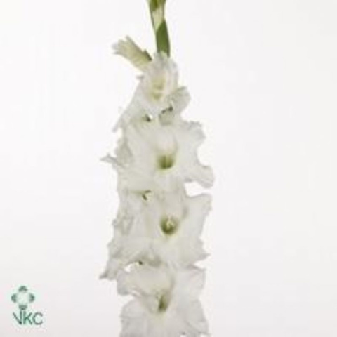 Glad Gr Essential 115cm - D