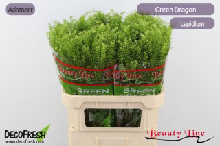 LEP VI GREEN DRAGON 70cm - D