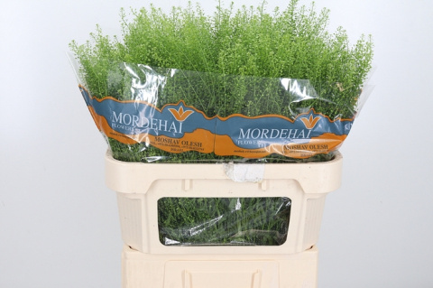 LEP RU GREEN BELL 80cm - D