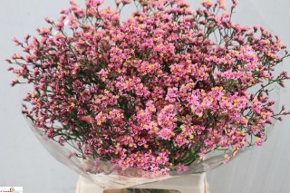 LIM SIN ANOUCHKA DIA 65cm - D