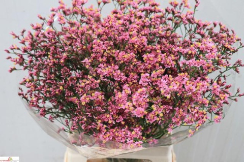 LIM SIN ANOUCHKA DIA 65cm - D