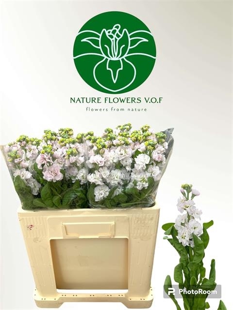 MATTH STOX SILVER 55cm - D