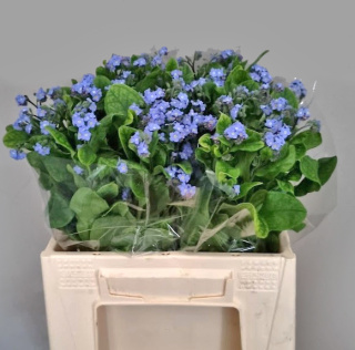 MYOS AL BLUE MEMORY 40cm - D
