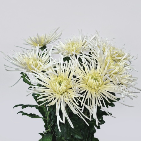 PL CHR G Elbrus White - Polska