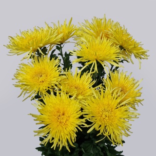 PL CHR G Elbrus Yellow - Polska