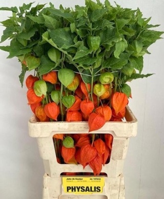 PHYSALIS LAMPION TAK 70cm - D