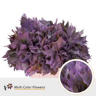 Quercus Eik Grof Milka 60cm - D