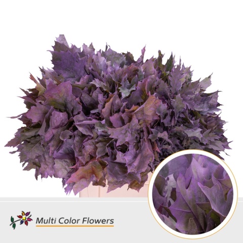 Quercus Eik Grof Milka 60cm - D