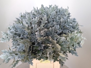 QUERCUS WHITE KLB 80cm - PROMO