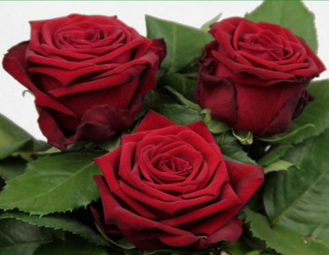 R GR RED NAOMI! 3-3 Optimaal 60cm -D