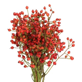 Rosa Prinsberry Fire 35cm - D