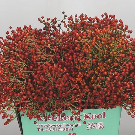 Rosa Prinsberry Fire 35cm - D