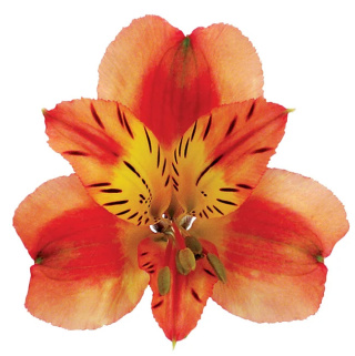 Alstroemeria pomarańcz Perfection 85cm - Kolumbia