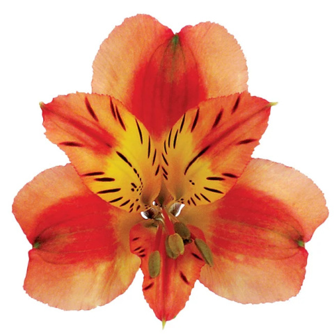 Alstroemeria pomarańcz Perfection 85cm - Kolumbia
