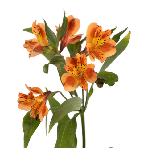 Alstroemeria pomarańcz Perfection 85cm - Kolumbia