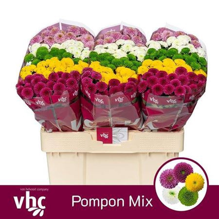 CHR S POMPON GEM 55cm/1100g - D