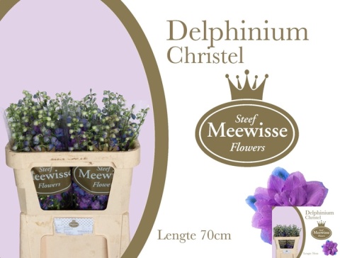 DELPH DU CHRISTEL 80cm - D