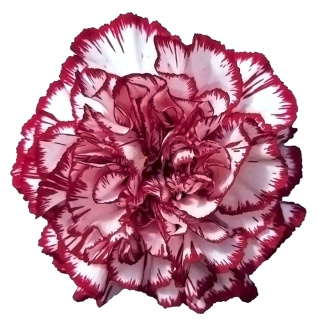 Di St Purple Perfect - Kolumbia