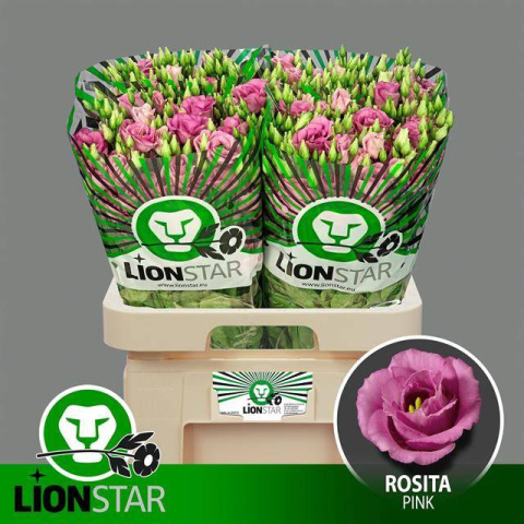 EUS G ROSITA PINK 72cm - D