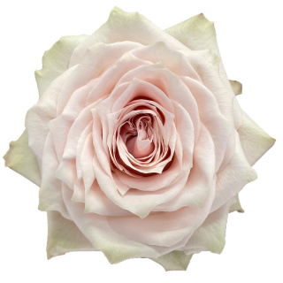 Ecuador - R CHAMPAGNER 50cm