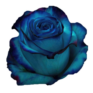 Ecuador - R GR Blue Lace Sweetness Tinted 60cm