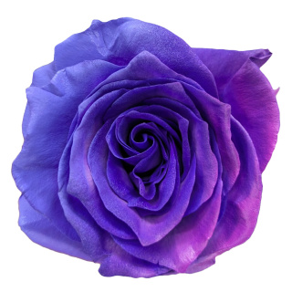 Ecuador - R GR Safiro/ Spyro Purple Tinted 60cm