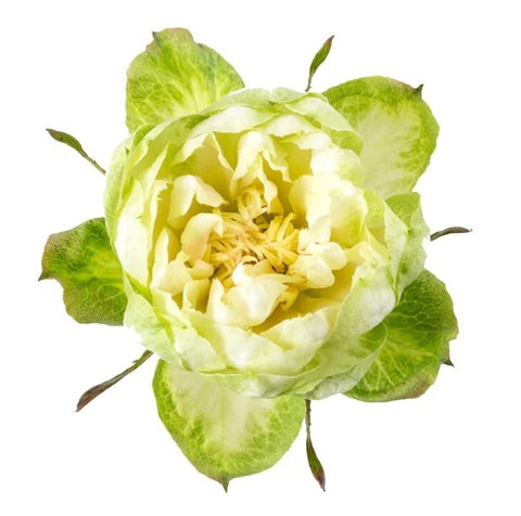 Ecuador - R Veggie 40cm