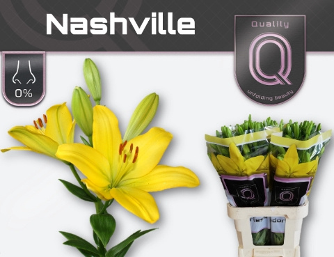 LI LA NASHVILLE 4+ 90cm - D
