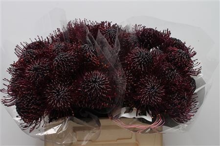 LEUCO Donker Aubergine Klbh 40cm - PROMO
