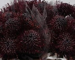 LEUCO Donker Aubergine Klbh 40cm - PROMO