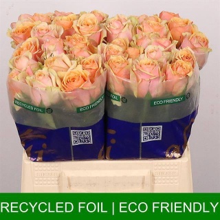R GR DIVIDEND 40cm - D