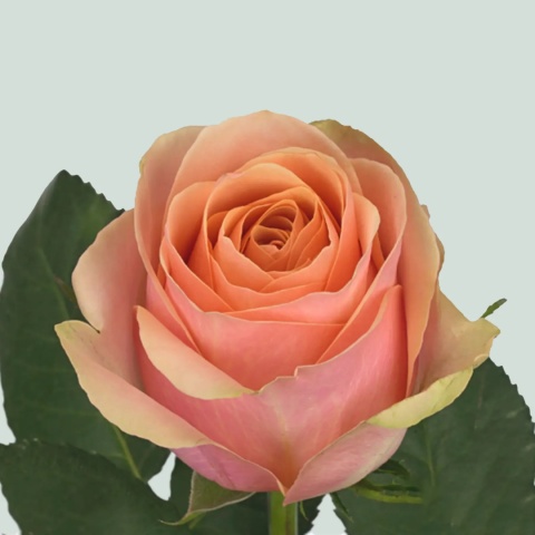 R GR DIVIDEND 40cm - D