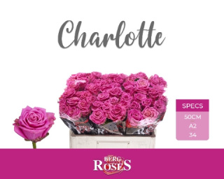 R GR CHARLOTTE @ A2 50cm - D