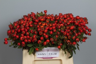 ROSA MAG DELIGHT 30cm - D