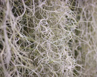 TILLANDSIA GROF - D