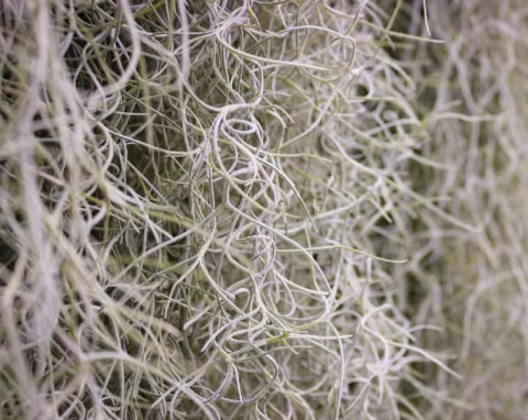 TILLANDSIA GROF - D