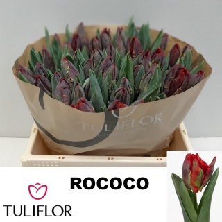 TU PA ROCOCO Extra 38cm - D