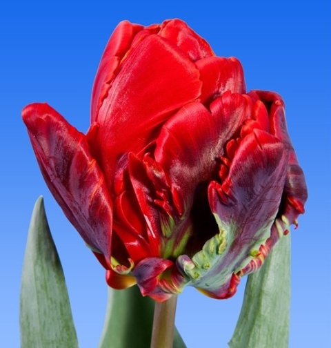 TU PA ROCOCO Extra 38cm - D